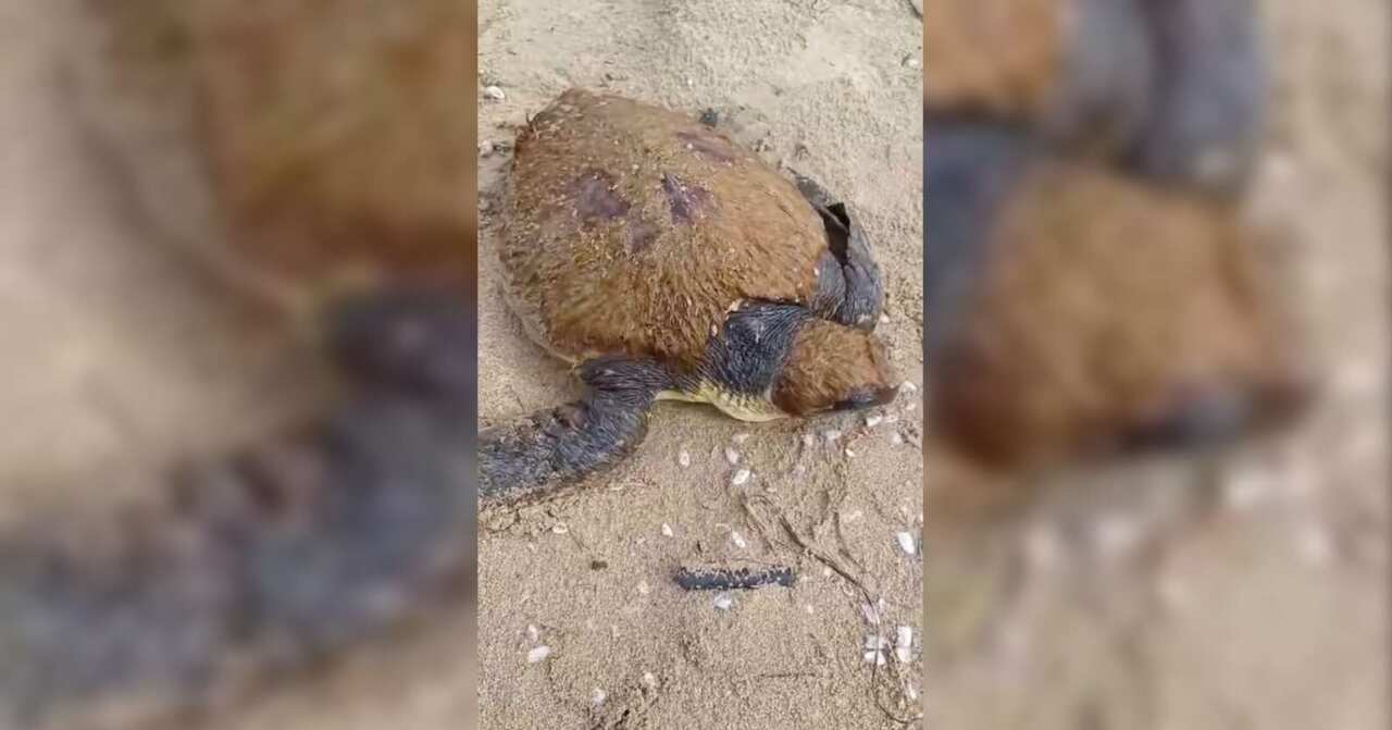 Castellaneta Marina, ritrovata viva sulla spiaggia una giovane tartaruga nei pressi di Borgo Pineto – VIDEO Castellaneta Marina, ritrovata viva sulla spiaggia una giovane tartaruga nei pressi di Borgo Pineto – VIDEO