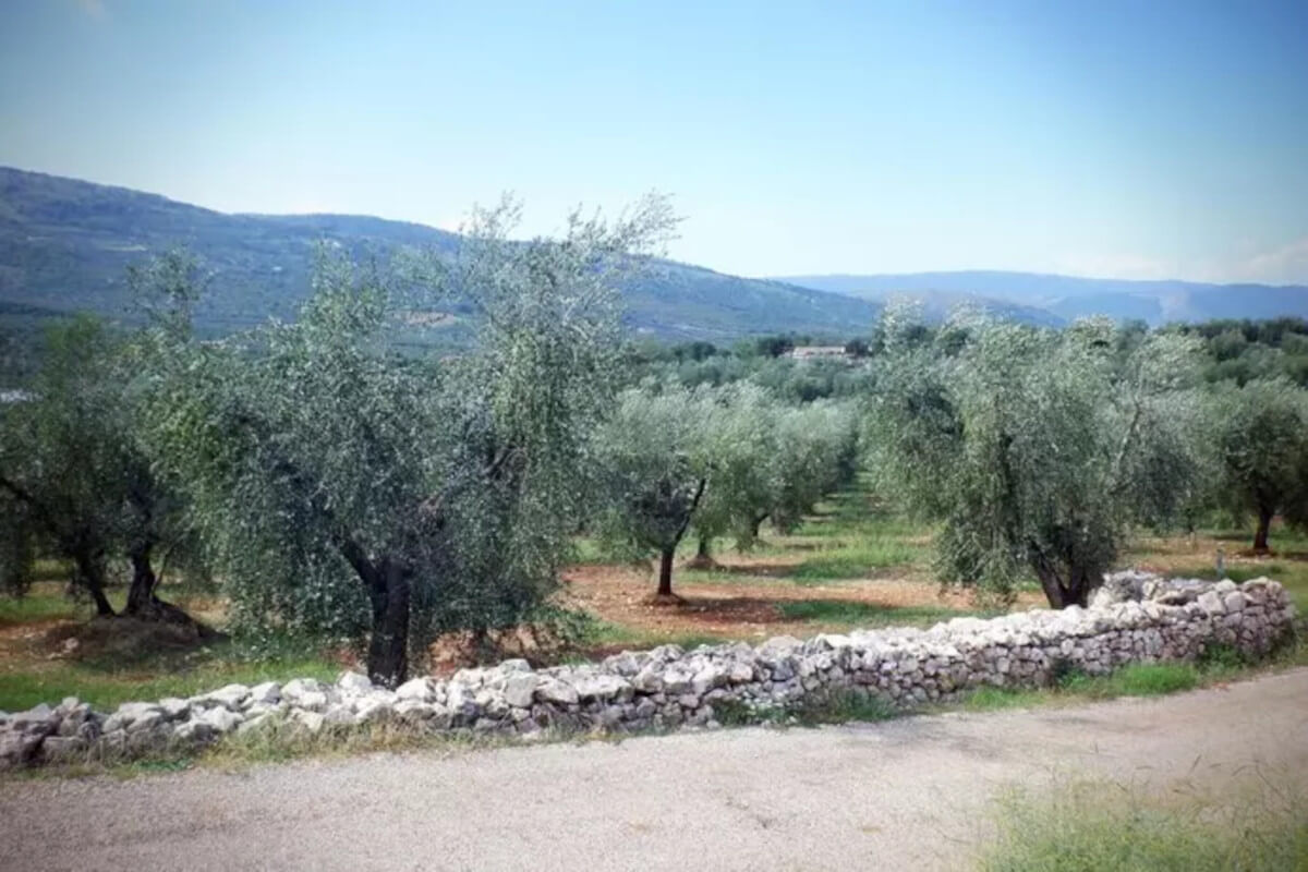 Xylella su un ulivo a Minervino Murge. Coldiretti: «In Puglia l’infezione si allarga»