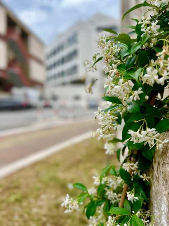 Bari, il Policlinico diventa green: nasce un percorso verde per migliorare la qualità dell’ambiente Bari, il Policlinico diventa green: nasce un percorso verde per migliorare la qualità dell’ambiente