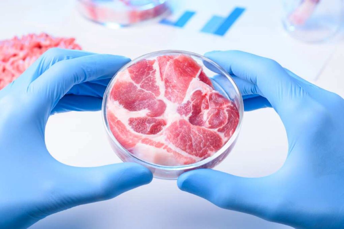 La carne coltivata tra paure e promesse: perché serve più scienza e non proibizioni La carne coltivata tra paure e promesse: perché serve più scienza e non proibizioni