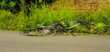 Ciclista investito e ucciso da un’auto pirata sulla strada tra Mesagne e San Vito dei Normanni