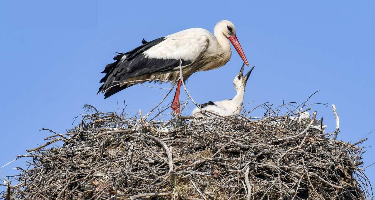 La cicogna bianca torna in Capitanata, nuove nidificazioni anche nel cuore di Cerignola – FOTO
