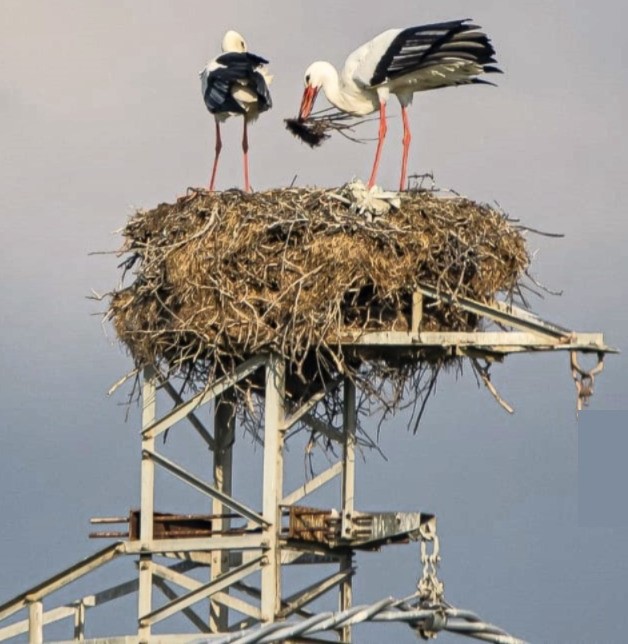 La cicogna bianca torna in Capitanata, nuove nidificazioni anche nel cuore di Cerignola – FOTO