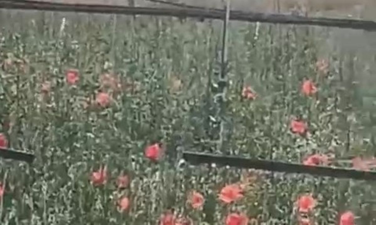 Agricoltori sotto attacco nel Salento, furti e danni nelle campagne: rubati anche ulivi resistenti alla Xylella – VIDEO Agricoltori sotto attacco nel Salento, furti e danni nelle campagne: rubati anche ulivi resistenti alla Xylella – VIDEO