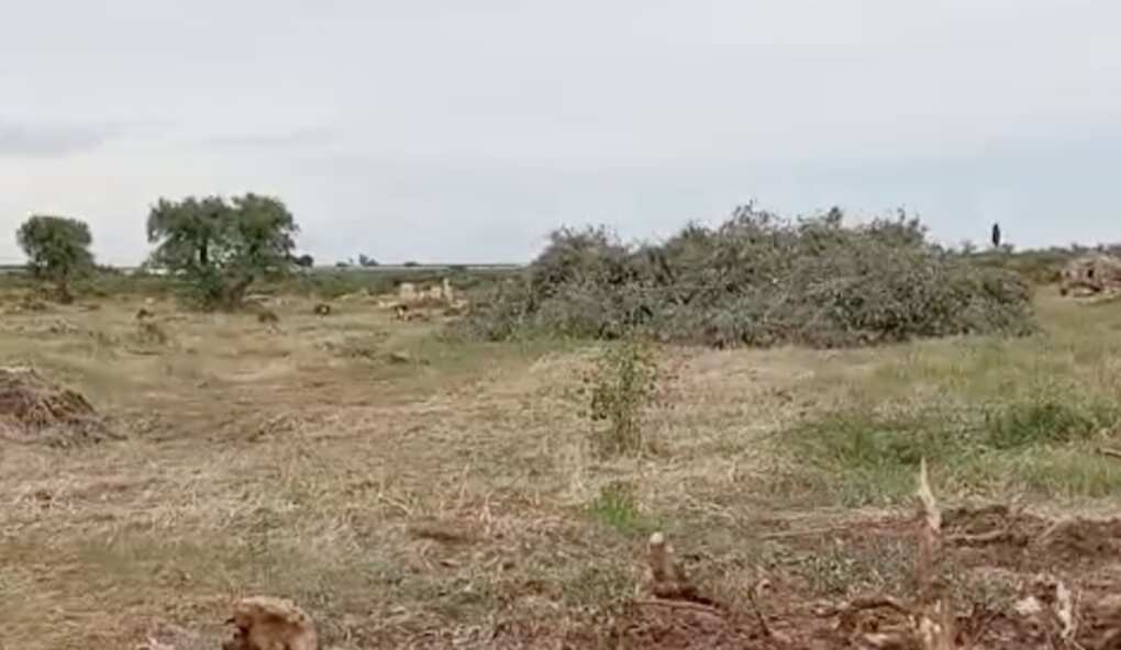 Bitonto, duemila ulivi espiantati per far spazio al fotovoltaico: «Assurdo e vergognoso» Bitonto, duemila ulivi espiantati per far spazio al fotovoltaico: «Assurdo e vergognoso»