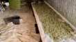 Gravina in Puglia, marijuana prodotta in un “laboratorio” alla zona industriale e venduta in casa: blitz della Finanza – VIDEO