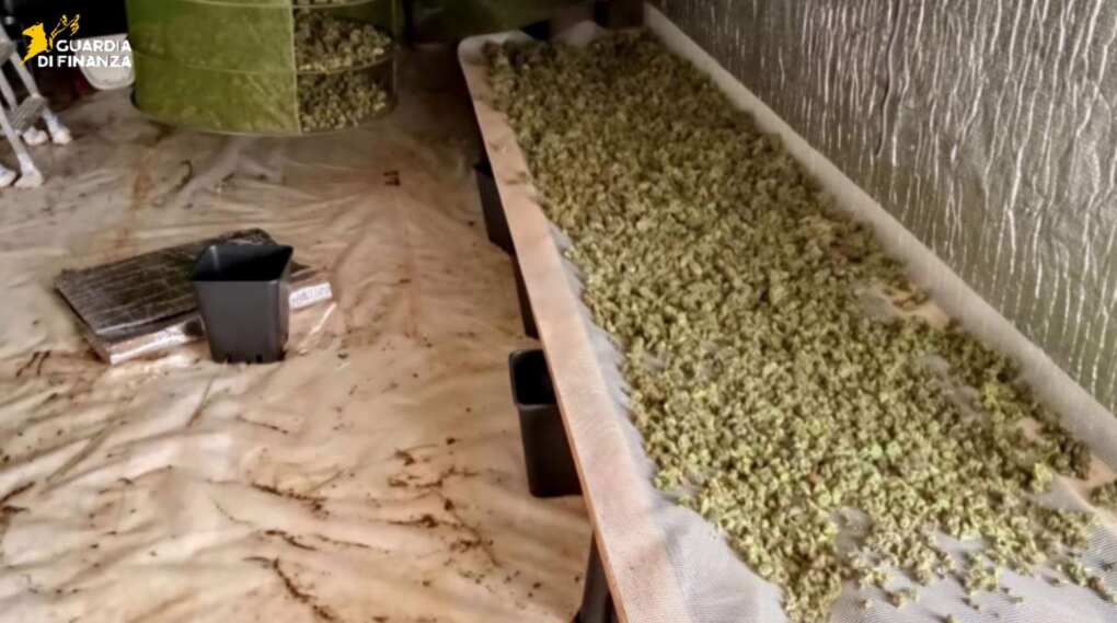 Gravina in Puglia, marijuana prodotta in un “laboratorio” alla zona industriale e venduta in casa: blitz della Finanza – VIDEO Gravina in Puglia, marijuana prodotta in un “laboratorio” alla zona industriale e venduta in casa: blitz della Finanza – VIDEO