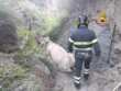 Salandra, mucca finisce in una scarpata: spettacolare salvataggio con un elicottero dei vigili del fuoco – VIDEO