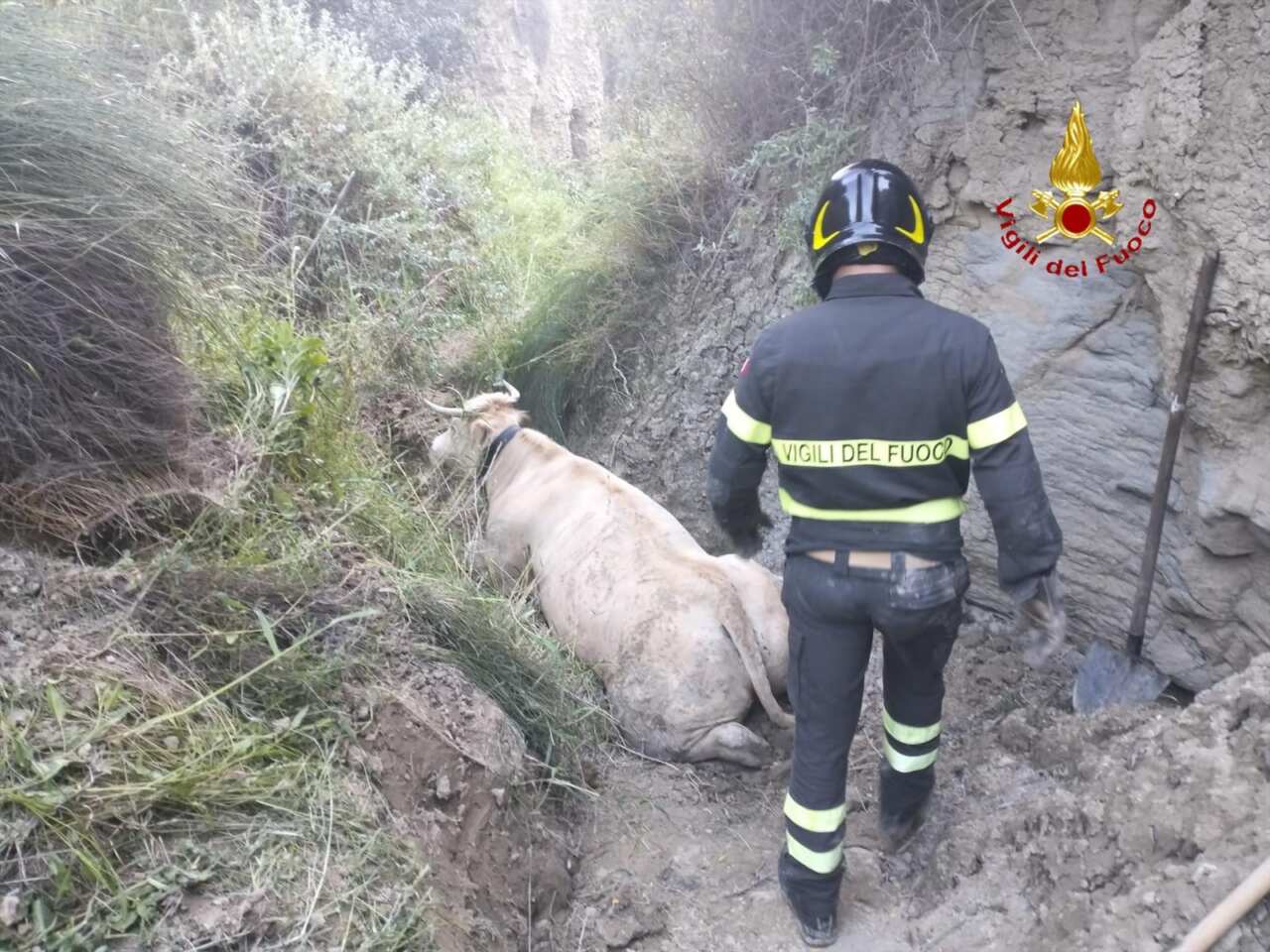 Salandra, mucca finisce in una scarpata: spettacolare salvataggio con un elicottero dei vigili del fuoco – VIDEO