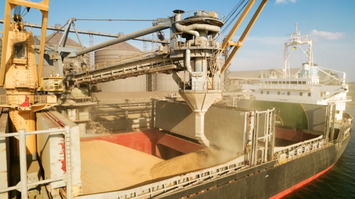 Grano, produzione in aumento in Puglia ma il prezzo è in caduta libera: «Situazione preoccupante»