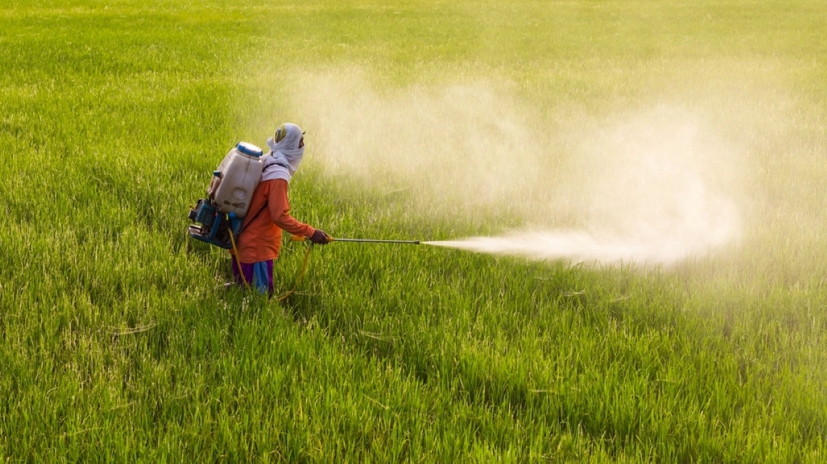 Pesticidi nel cibo, Efsa: «Rischio basso. Il 99% dei prodotti è conforme ai limiti europei»