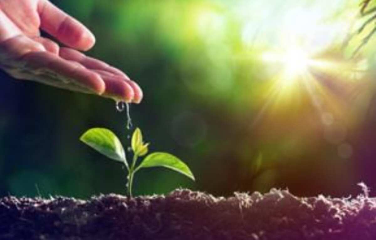 “Dona un albero alla tua Città”: a Bari via libera alle donazioni private per incrementare il verde urbano “Dona un albero alla tua Città”: a Bari via libera alle donazioni private per incrementare il verde urbano
