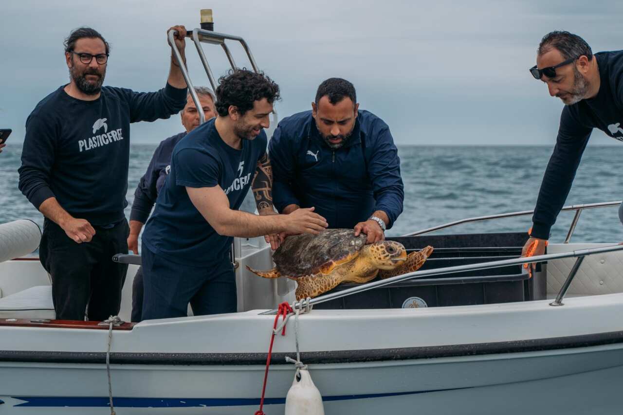 Castro, quattro tartarughe marine tornano libere: sono state curate nel Crtm di Calimera Castro, quattro tartarughe marine tornano libere: sono state curate nel Crtm di Calimera