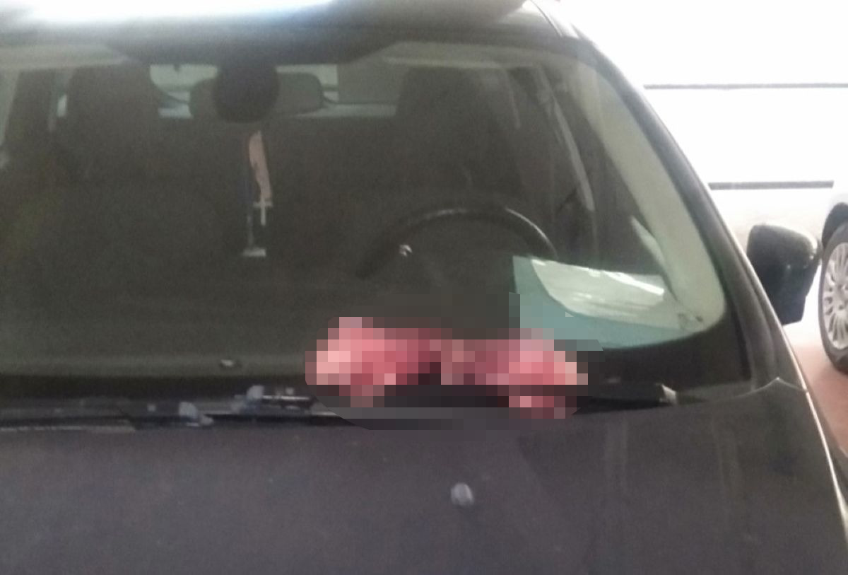 Choc a Carapelle, fanno trovare una testa d’agnello sull’auto di un candidato al Consiglio comunale Choc a Carapelle, fanno trovare una testa d’agnello sull’auto di un candidato al Consiglio comunale