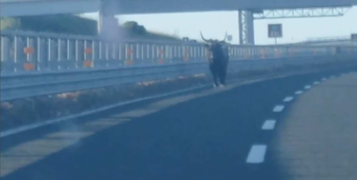 C’è un toro in A14, chiuso il tratto dell’autostrada tra Mottola e Taranto: intervengono vigili del fuoco e un veterinario C’è un toro in A14, chiuso il tratto dell’autostrada tra Mottola e Taranto: intervengono vigili del fuoco e un veterinario