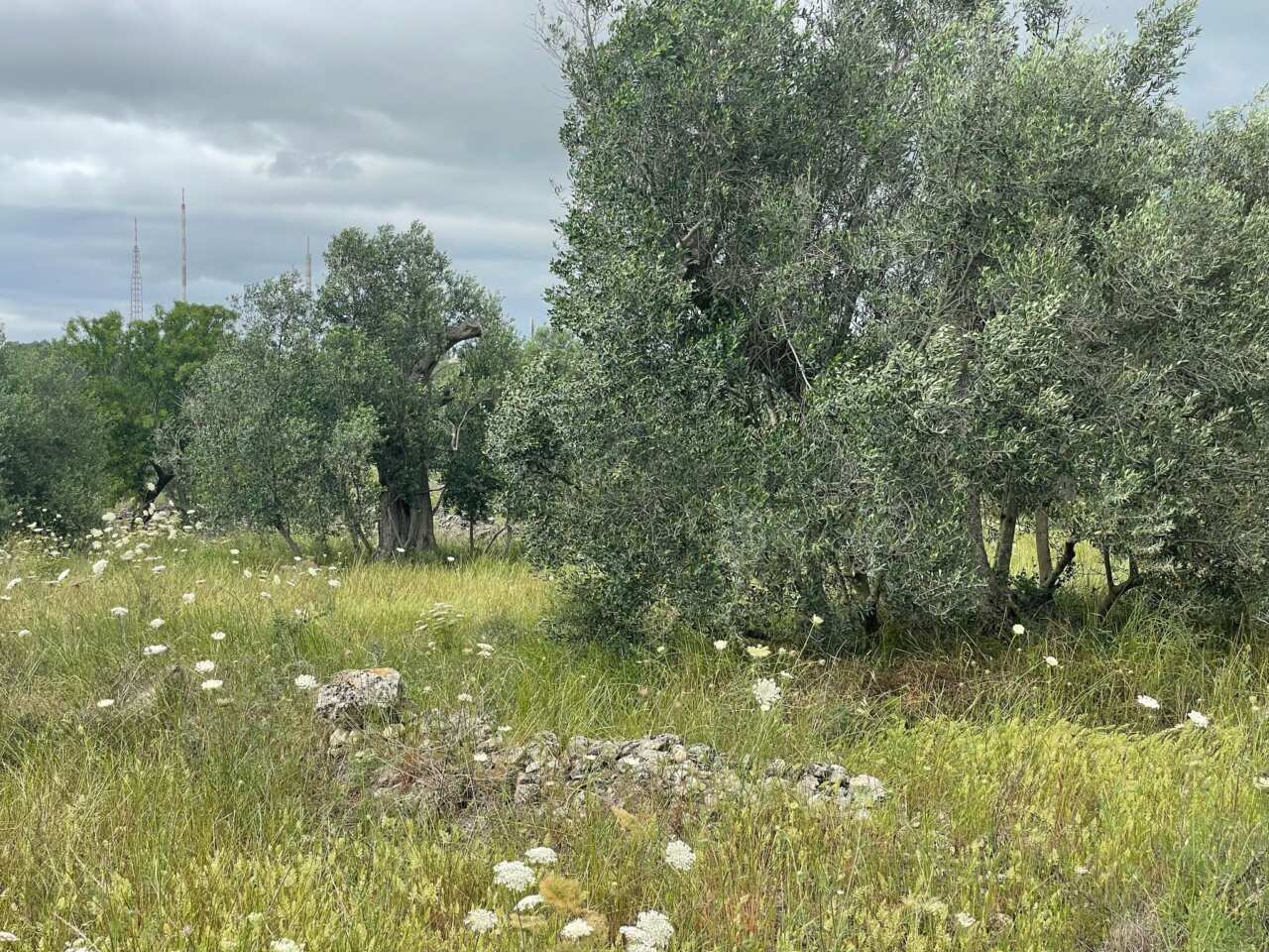 In Puglia un tesoro verde di 252 alberi monumentali: Coldiretti lancia l’allarme Xylella