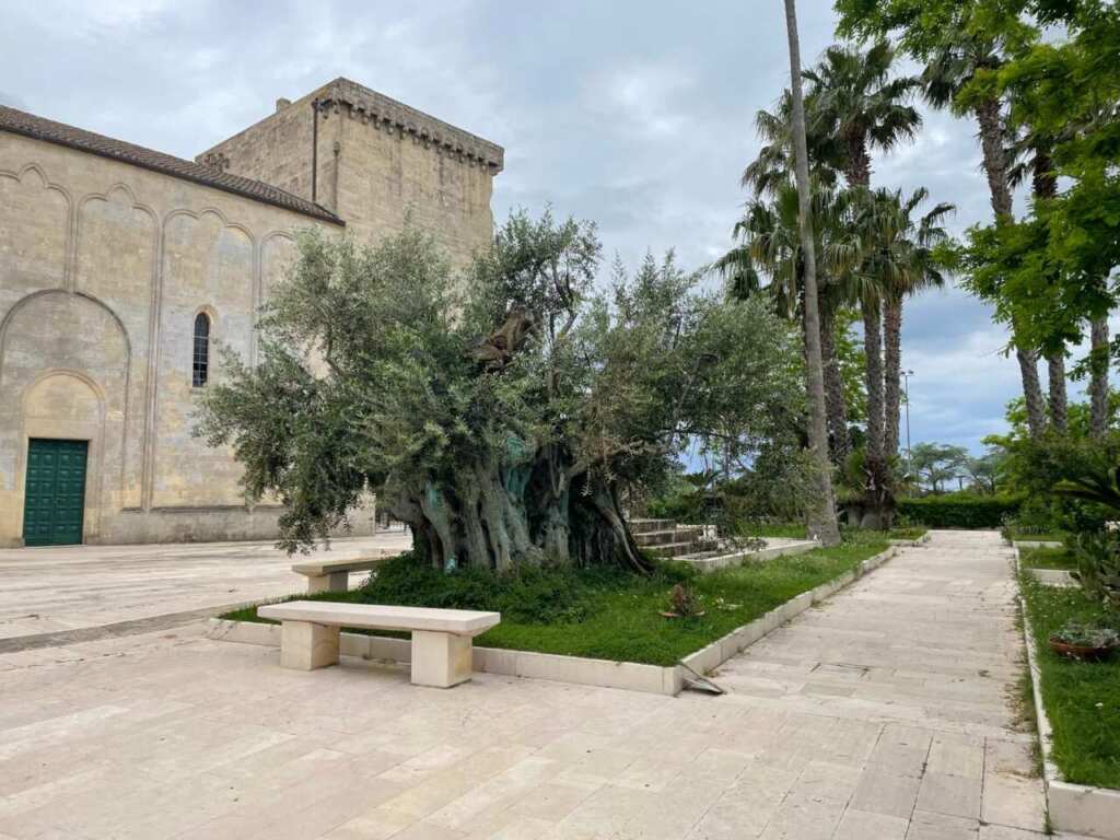 Xylella, il Parco delle Dune Costiere: «Ulivi colpiti dal batterio tornano a produrre nel Salento» – VIDEO Xylella, il Parco delle Dune Costiere: «Ulivi colpiti dal batterio tornano a produrre nel Salento» – VIDEO