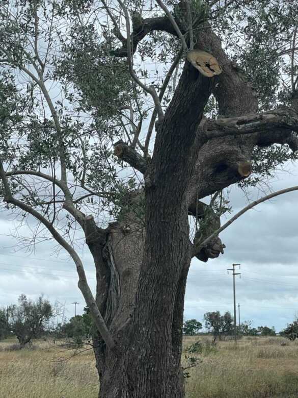 Xylella, il Parco delle Dune Costiere: «Ulivi colpiti dal batterio tornano a produrre nel Salento» – VIDEO Xylella, il Parco delle Dune Costiere: «Ulivi colpiti dal batterio tornano a produrre nel Salento» – VIDEO