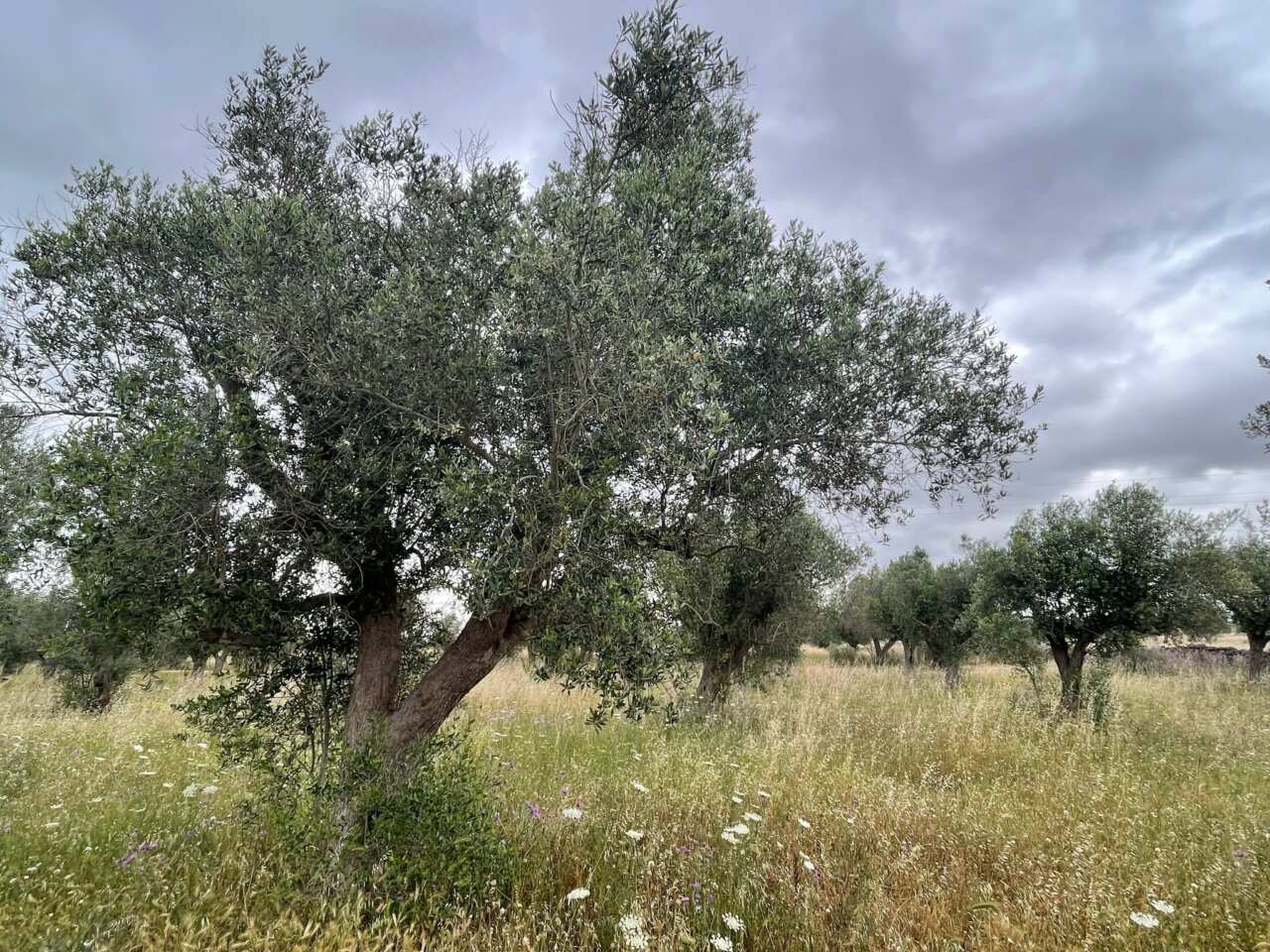 Xylella, il Parco delle Dune Costiere: «Ulivi colpiti dal batterio tornano a produrre nel Salento» – VIDEO Xylella, il Parco delle Dune Costiere: «Ulivi colpiti dal batterio tornano a produrre nel Salento» – VIDEO