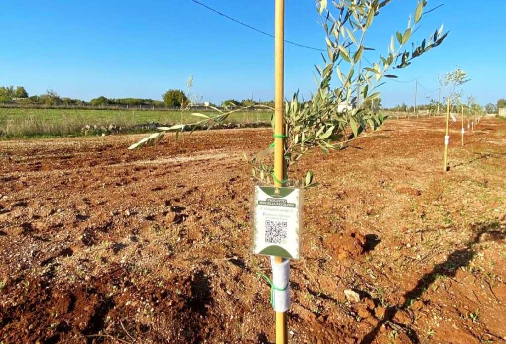 Xylella, nel Salento altri duemila ulivi in dono per rigenerare paesaggio e territorio Xylella, nel Salento altri duemila ulivi in dono per rigenerare paesaggio e territorio