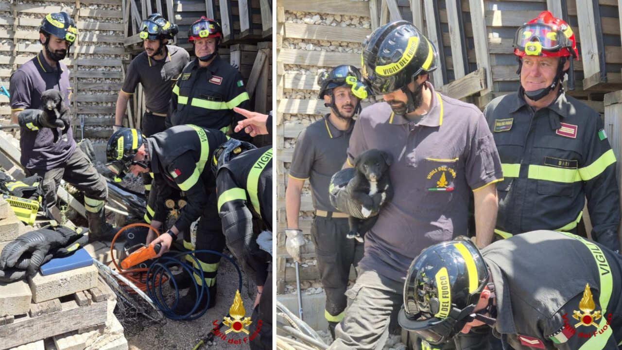 Sammichele di Bari, cuccioli incastrati sotto i pannelli anti-rumore della stazione: salvati dai vigili del fuoco