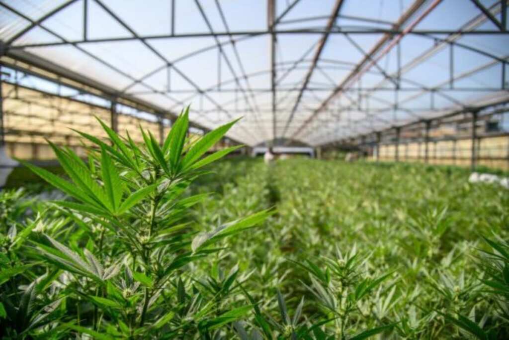 Galleria foto 'Cannabis light, stop a infiorescenze e derivati: scatta il divieto con la nuova legge' - foto 1