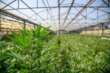 Cannabis light, stop a infiorescenze e derivati: scatta il divieto con la nuova legge