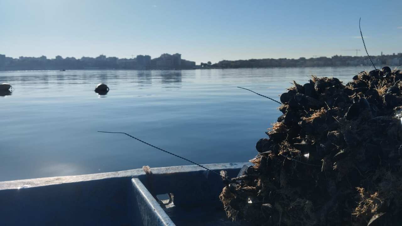 Galleria foto 'Furto di reste di mitili a Taranto: «Compromessa la cruciale sperimentazione per il Mar Piccolo» – FOTO' - foto 1