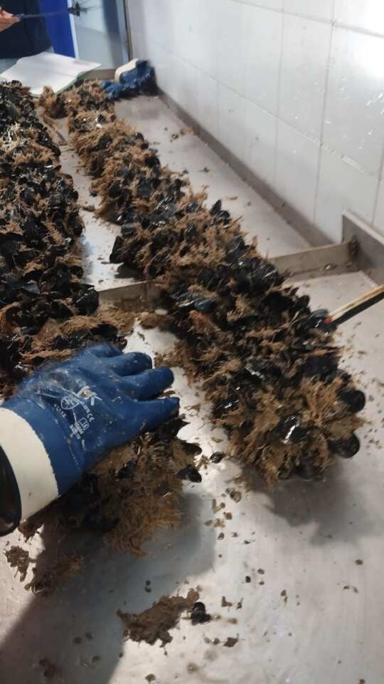 Galleria foto 'Furto di reste di mitili a Taranto: «Compromessa la cruciale sperimentazione per il Mar Piccolo» – FOTO' - foto 3
