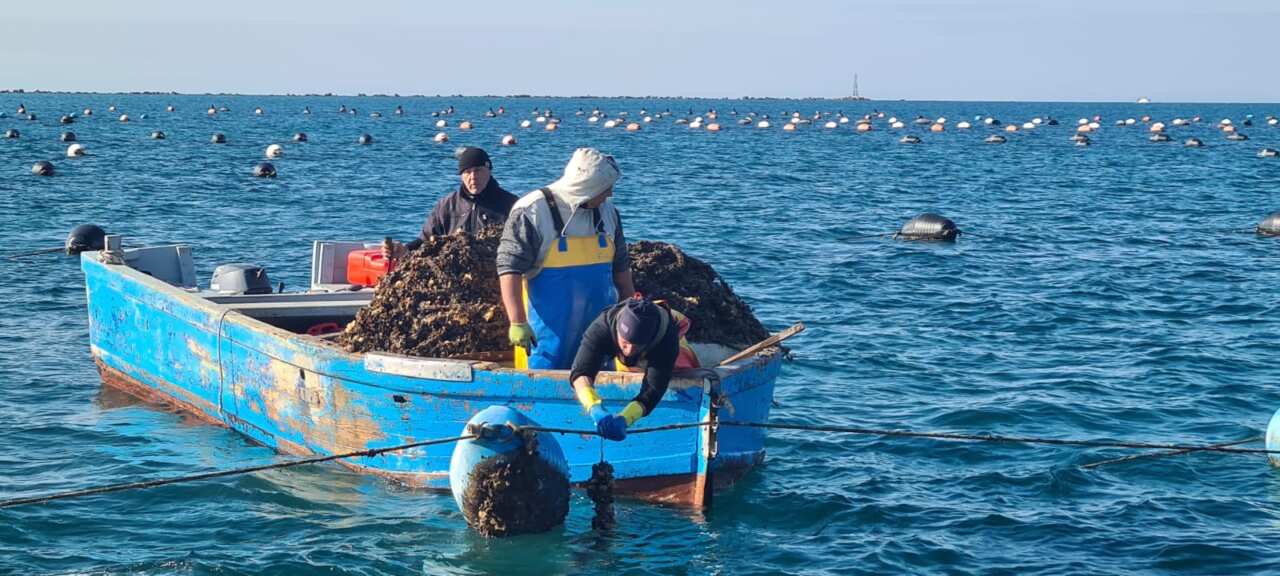 Galleria foto 'Furto di reste di mitili a Taranto: «Compromessa la cruciale sperimentazione per il Mar Piccolo» – FOTO' - foto 2
