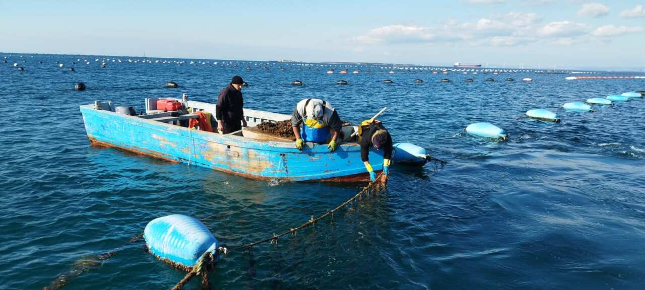 Galleria foto 'Furto di reste di mitili a Taranto: «Compromessa la cruciale sperimentazione per il Mar Piccolo» – FOTO' - foto 4