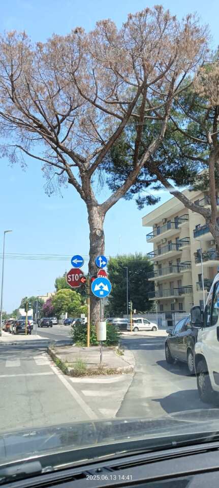 Galleria foto 'Bari, abbattimento di un grande pino in Corso Alcide De Gasperi: «Era secco e a rischio caduta» – FOTO' - foto 1