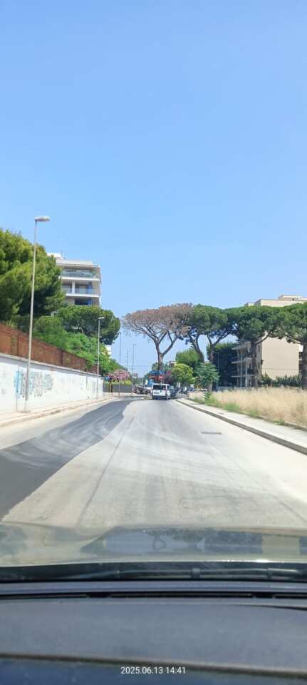 Galleria foto 'Bari, abbattimento di un grande pino in Corso Alcide De Gasperi: «Era secco e a rischio caduta» – FOTO' - foto 2