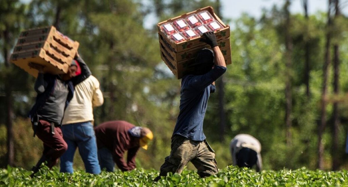 Braccianti agricoli ridotti in condizione di «moderna schiavitù», blitz a Potenza: dodici arresti Braccianti agricoli ridotti in condizione di «moderna schiavitù», blitz a Potenza: dodici arresti