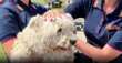 La Polizia di Stato contro l’abbandono di animali: «Un reato che mette in pericolo tutti» – VIDEO