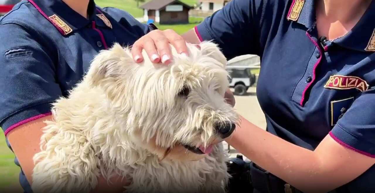 La Polizia di Stato contro l’abbandono di animali: «Un reato che mette in pericolo tutti» – VIDEO La Polizia di Stato contro l’abbandono di animali: «Un reato che mette in pericolo tutti» – VIDEO