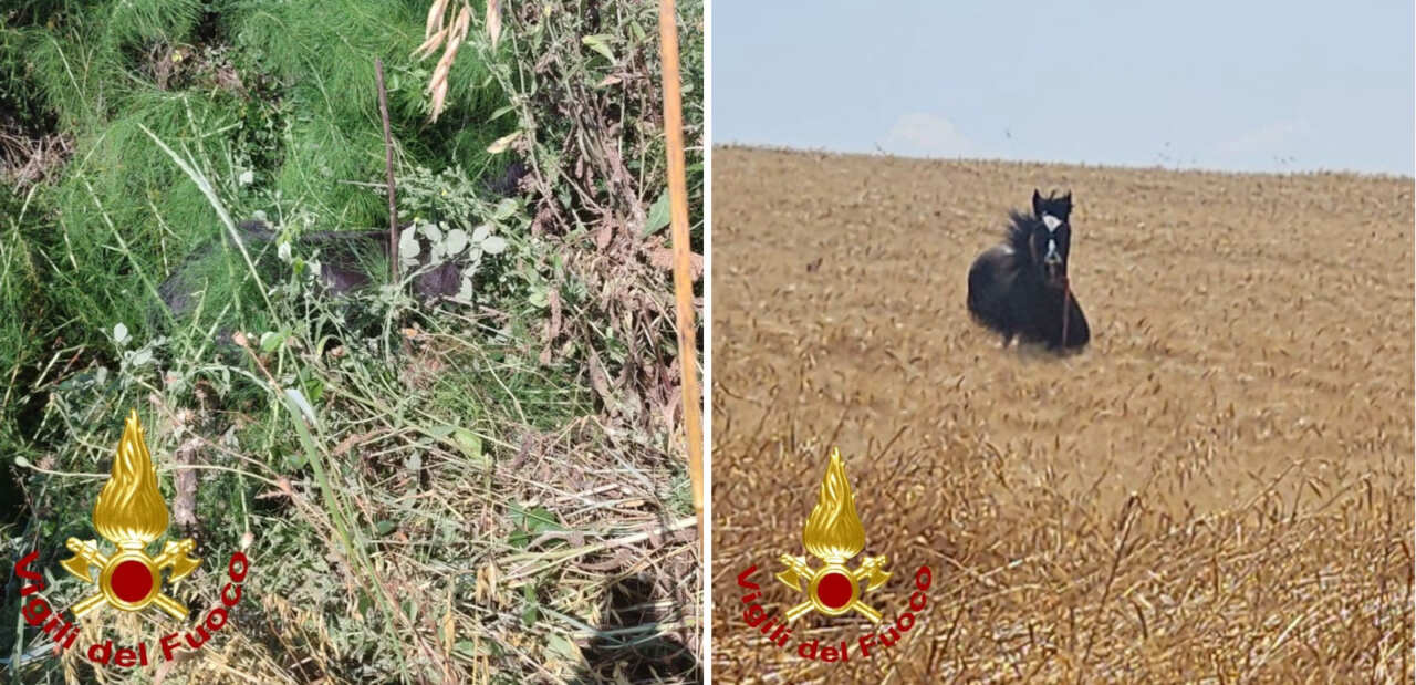 Galleria foto 'Gravina in Puglia, un cavallo finisce in un canale e non riesce a uscire: salvato dai vigili del fuoco' - foto 2