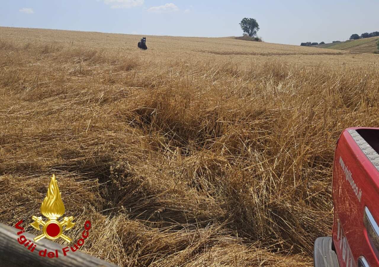Galleria foto 'Gravina in Puglia, un cavallo finisce in un canale e non riesce a uscire: salvato dai vigili del fuoco' - foto 1