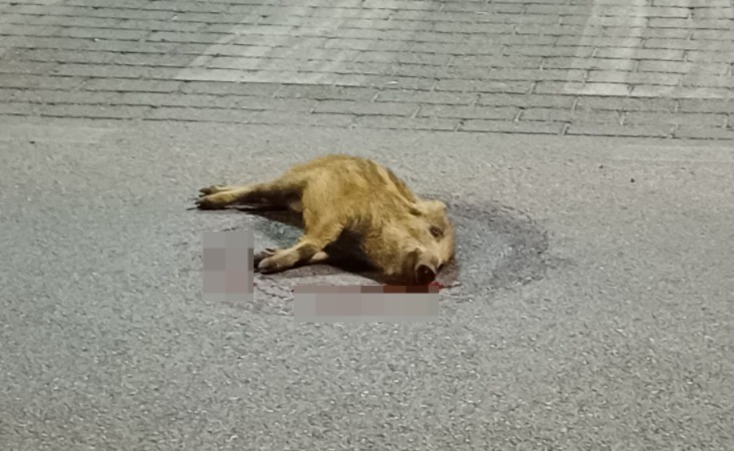 Galleria foto 'Allarme cinghiali a Bari, due cuccioli travolti e uccisi al quartiere San Paolo: «Perché il Comune non fa niente?»' - foto 2