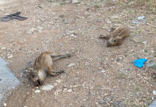 Galleria foto 'Allarme cinghiali a Bari, due cuccioli travolti e uccisi al quartiere San Paolo: «Perché il Comune non fa niente?»' - foto 1
