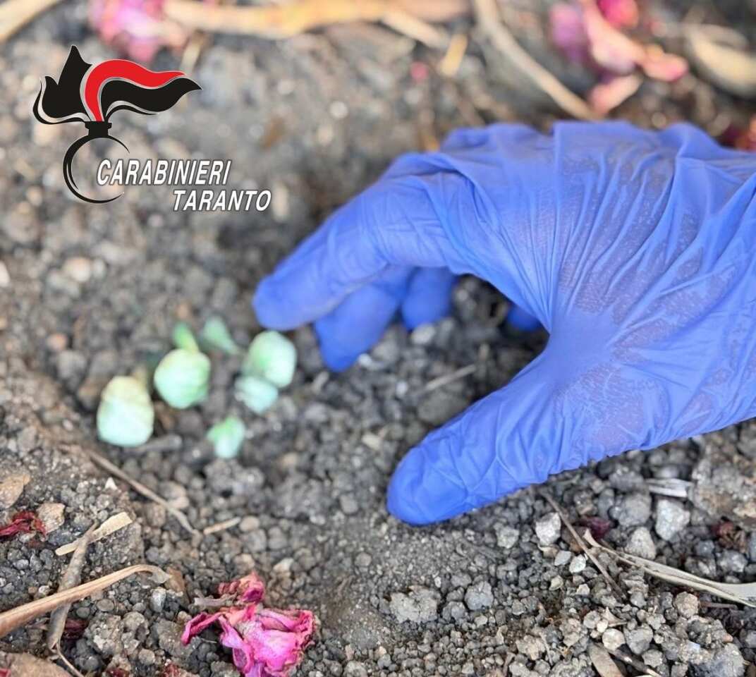 Talsano, sorvegliato speciale spaccia droga in piazza davanti ai bambini: 36enne finisce ai domiciliari Talsano, sorvegliato speciale spaccia droga in piazza davanti ai bambini: 36enne finisce ai domiciliari