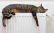 Il mistero del sonno felino, lo studio dell’UniBa: «I gatti dormono sul fianco sinistro per difendersi»