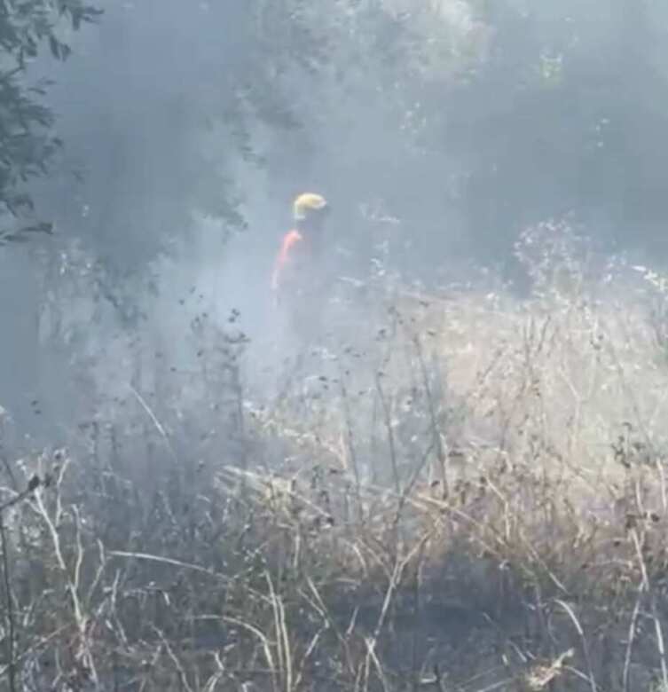 Galleria foto 'Incendio a Vieste, fiamme in una zona boschiva: sul posto vigili del fuoco e protezione civile – FOTO' - foto 1