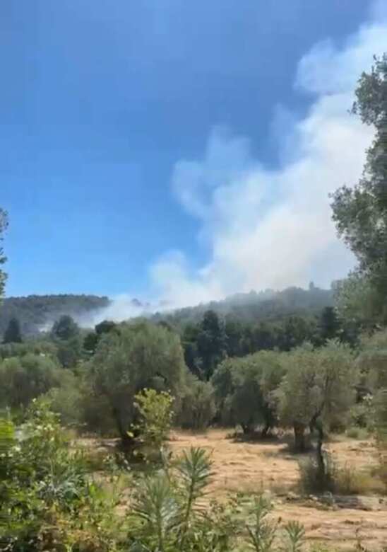 Galleria foto 'Incendio a Vieste, fiamme in una zona boschiva: sul posto vigili del fuoco e protezione civile – FOTO' - foto 3
