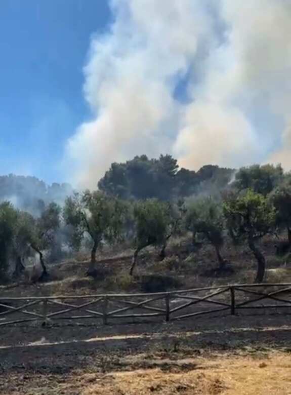 Galleria foto 'Incendio a Vieste, fiamme in una zona boschiva: sul posto vigili del fuoco e protezione civile – FOTO' - foto 2