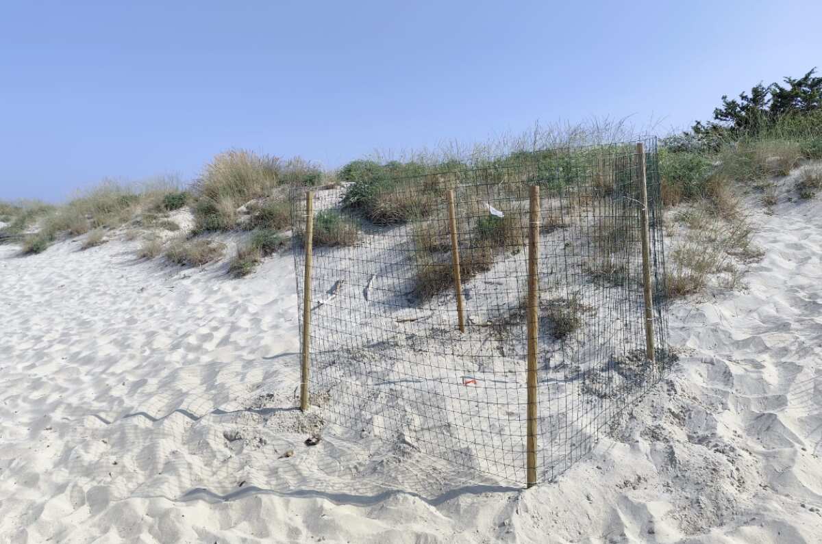 Galleria foto 'Salento, primo nido di tartarughe Caretta Caretta ad Ugento: «In anticipo di tre giorni rispetto all’anno scorso»' - foto 1