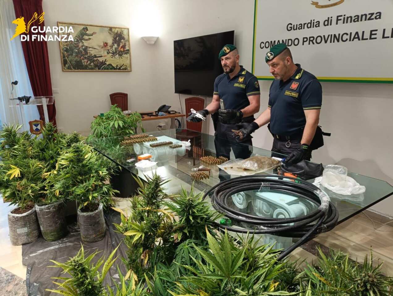 Lecce, trovate una piantagione di marijuana e munizioni da guerra a ridosso della Ss 7ter Lecce, trovate una piantagione di marijuana e munizioni da guerra a ridosso della Ss 7ter