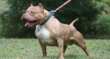 Ischia, porta il cibo al suo pitbull e il cane l’aggredisce: amputata una gamba a una donna. È grave