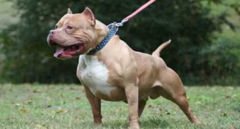 pitbull
