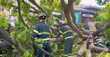 Venezia, un albero crolla a Piazzale Roma: 10 feriti, grave una donna colpita in pieno